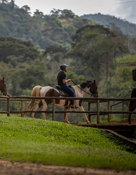cavalo
